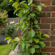 Cordon 'Comice' Pear Tree | 7.5L Pot